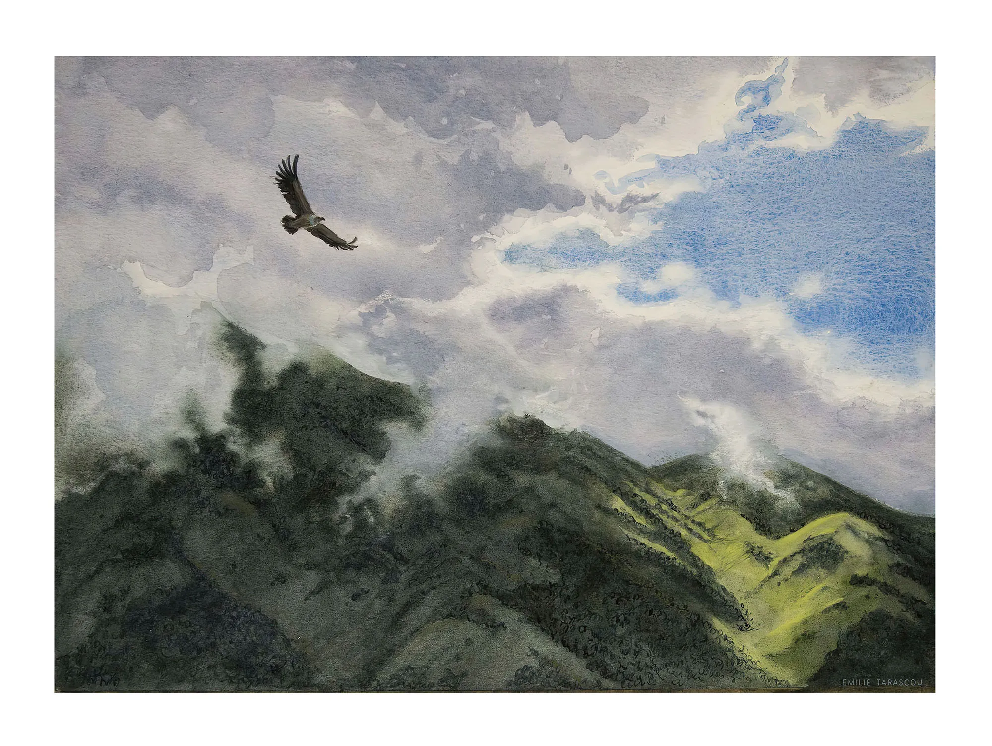 Vautour [A3], dessin d'Émilie Tarascou